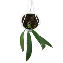 Load image into Gallery viewer, Anthurium, 4.5in HB, Vittarifolium