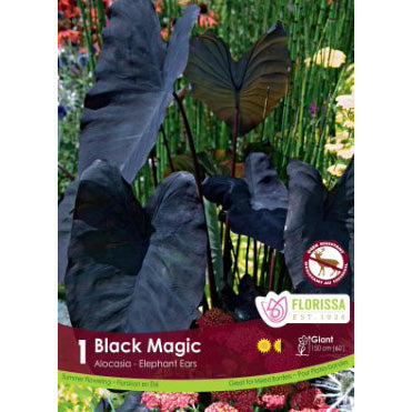 Colocasia - Black Magic 11+ Bulbs 1 Pack