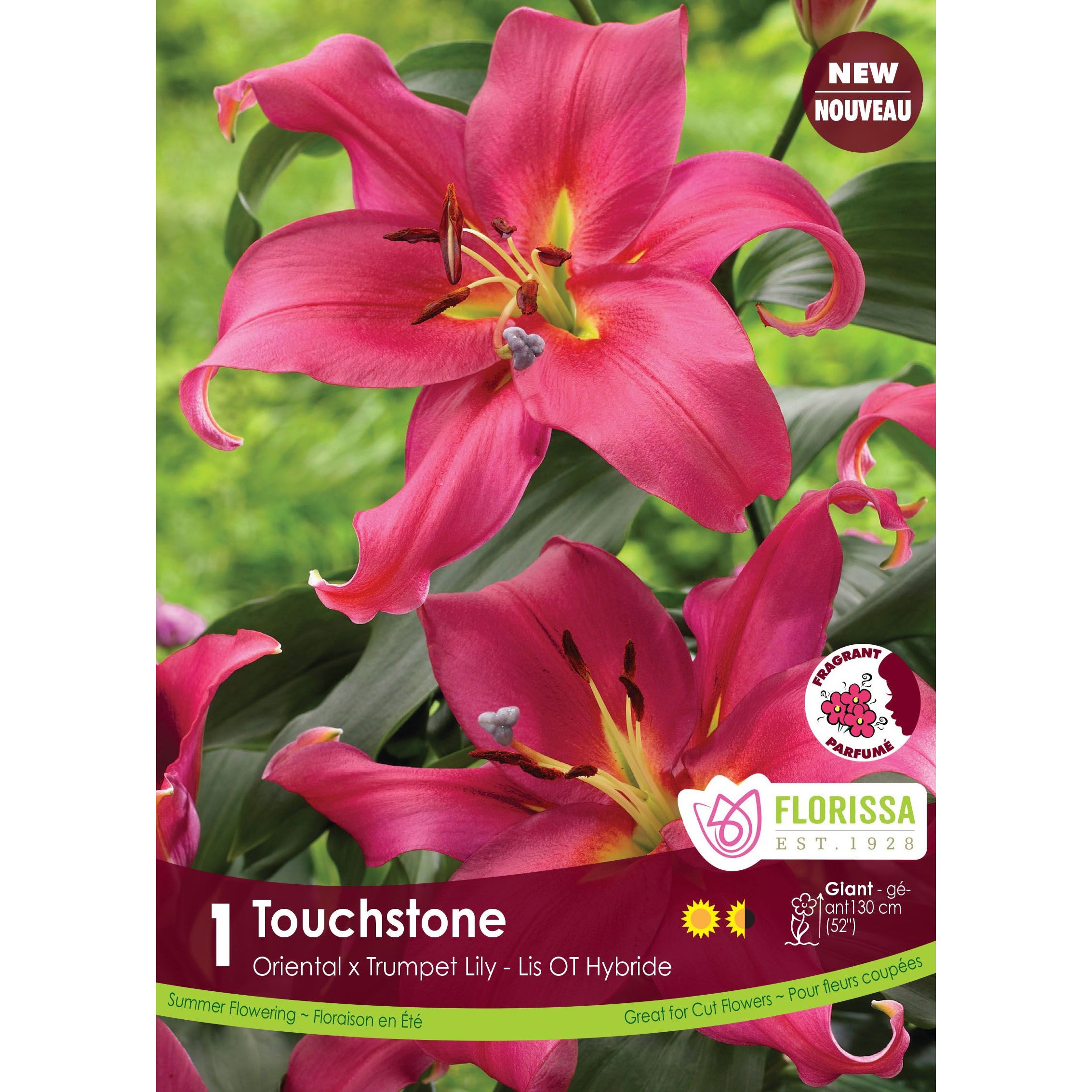 Lily, Oriental x Trumpet - Touchstone Bulbs, 1 Pk