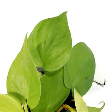 Load image into Gallery viewer, Philodendron, 4in, Lemon Lime Heart Leaf