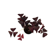 Load image into Gallery viewer, Oxalis, 4in, Purple