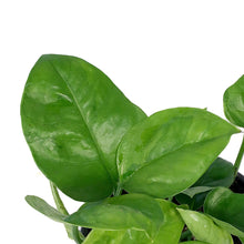 Load image into Gallery viewer, Pothos, 4in, Emerald