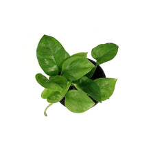 Load image into Gallery viewer, Pothos, 4in, Emerald