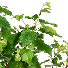 Load image into Gallery viewer, Birch, 5 gal, Paper