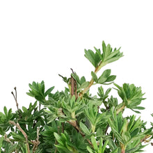 Load image into Gallery viewer, Potentilla, 2 gal, Gold Star