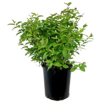 Load image into Gallery viewer, Spirea, 2 gal, Fritschiana
