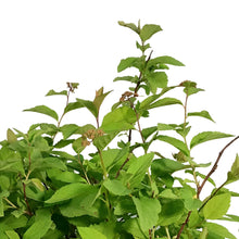 Load image into Gallery viewer, Spirea, 2 gal, Fritschiana