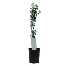 Load image into Gallery viewer, Aspen, 5 gal, Prairie Skyrise Trembling