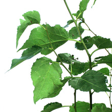 Load image into Gallery viewer, Aspen, 5 gal, Prairie Skyrise Trembling