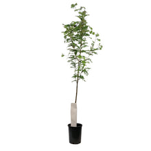 Load image into Gallery viewer, Mountain Ash, 5 gal, Black Hawk