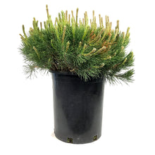 Load image into Gallery viewer, Pine, 5 gal, Mugo Dwarf