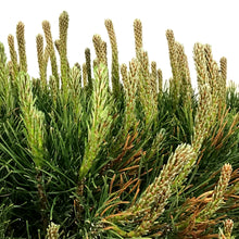 Load image into Gallery viewer, Pine, 5 gal, Mugo Dwarf