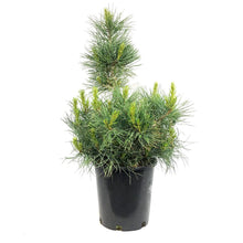 Load image into Gallery viewer, Pine, 2 gal, Swiss Stone