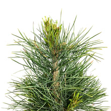 Load image into Gallery viewer, Pine, 2 gal, Swiss Stone