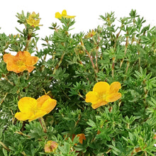 Load image into Gallery viewer, Potentilla, 2 gal, Sunset