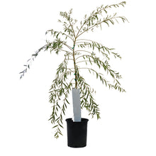 Load image into Gallery viewer, Willow, 5 gal, Northern Fountain