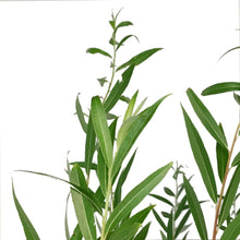 Load image into Gallery viewer, Willow, 5 gal, Northern Fountain
