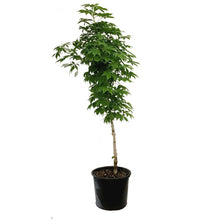 Load image into Gallery viewer, Ohio Buckeye, 7 gal
