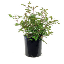 Load image into Gallery viewer, Rose, 2 gal, John Davis