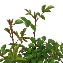 Load image into Gallery viewer, Rose, 2 gal, John Davis