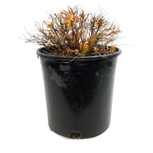 Load image into Gallery viewer, Spirea, 2 gal, Dakota Goldcharm®