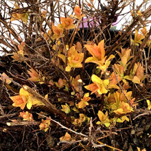 Load image into Gallery viewer, Spirea, 2 gal, Dakota Goldcharm®