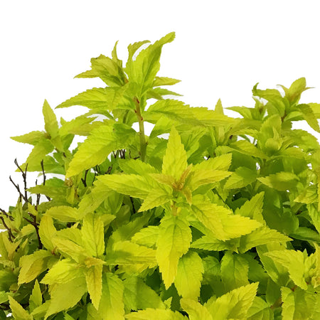 Spirea, 2 gal, Double Play® Gold