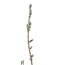 Load image into Gallery viewer, Willow, 2 gal, Iceberg Alley™ Sageleaf