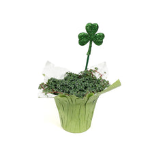 Load image into Gallery viewer, Pilea, 4in, Aquamarine w/St. Patrick's Day Pick