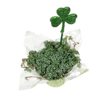 Load image into Gallery viewer, Pilea, 4in, Aquamarine w/St. Patrick's Day Pick