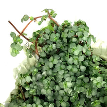 Load image into Gallery viewer, Pilea, 4in, Aquamarine w/St. Patrick's Day Pick