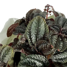 Load image into Gallery viewer, Pilea, 4IN, Norfolk , w/St. Patrick's Day Pick