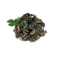 Load image into Gallery viewer, Pilea, 4IN, Norfolk , w/St. Patrick's Day Pick