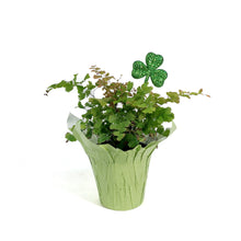Load image into Gallery viewer, Fern, 4in,Maidenhair w/St. Patrick's Day Pick