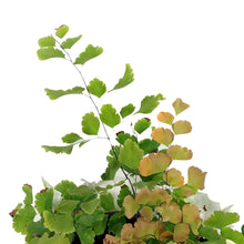 Load image into Gallery viewer, Fern, 4in,Maidenhair w/St. Patrick's Day Pick