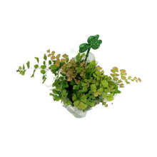 Load image into Gallery viewer, Fern, 4in,Maidenhair w/St. Patrick's Day Pick