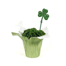 Load image into Gallery viewer, Peperomia, 4in, Emerald w/St. Patrick's Day Pick