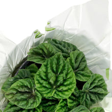 Load image into Gallery viewer, Peperomia, 4in, Emerald w/St. Patrick's Day Pick