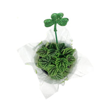 Load image into Gallery viewer, Peperomia, 4in, Emerald w/St. Patrick's Day Pick