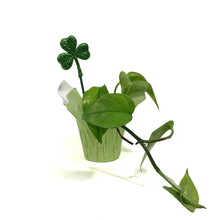 Load image into Gallery viewer, Pothos, 4in, Jade w/St. Patrick's Day Pick