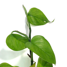 Load image into Gallery viewer, Pothos, 4in, Jade w/St. Patrick's Day Pick