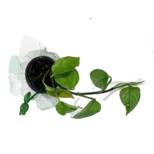 Load image into Gallery viewer, Pothos, 4in, Jade w/St. Patrick's Day Pick