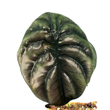 Load image into Gallery viewer, Alocasia, 4in, Cuprea