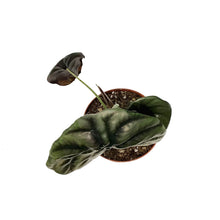Load image into Gallery viewer, Alocasia, 4in, Cuprea