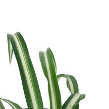 Load image into Gallery viewer, Spider Plant, 6in, Atlantic