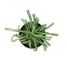 Load image into Gallery viewer, Spider Plant, 6in, Atlantic
