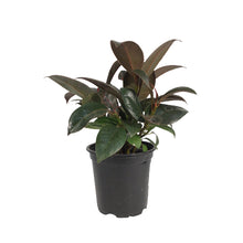 Load image into Gallery viewer, Ficus, 4in, Mini Burgundy