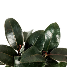 Load image into Gallery viewer, Ficus, 4in, Mini Burgundy