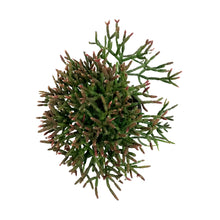Load image into Gallery viewer, Cactus, 4in, Rhipsalis Burchelli (Mistletoe Cact.)
