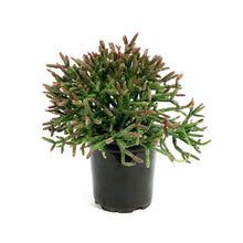 Load image into Gallery viewer, Cactus, 4in, Rhipsalis Burchelli (Mistletoe Cact.)